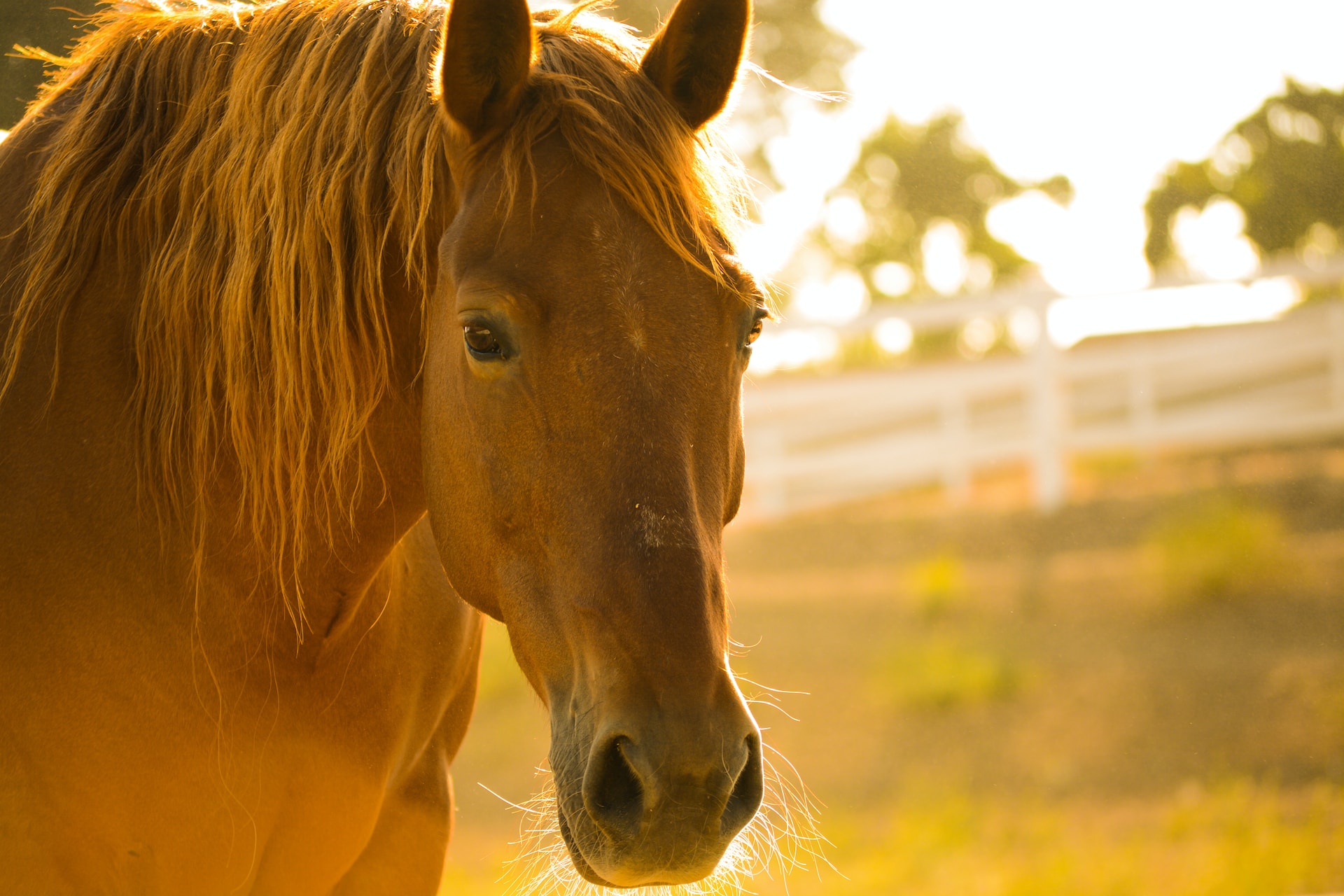 horse back riding in puerto vallarta 